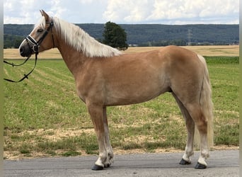 Haflinger, Gelding, 5 years, 15 hh, Chestnut-Red