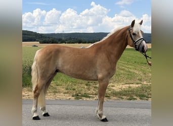 Haflinger, Gelding, 5 years, 15 hh, Chestnut-Red