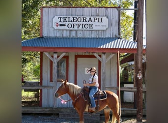 Haflinger, Gelding, 5 years, Chestnut