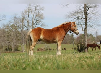 Haflinger, Gelding, 6 years, 13,3 hh, Chestnut