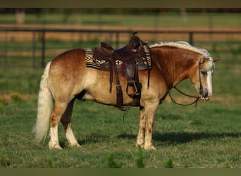 Haflinger, Gelding, 6 years, 13,1 hh, Sorrel