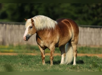 Haflinger, Gelding, 6 years, 13,1 hh, Sorrel