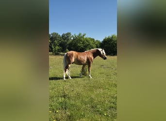 Haflinger, Gelding, 6 years, 14.1 hh, Chestnut-Red