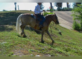 Haflinger, Gelding, 6 years, 14.1 hh, Palomino