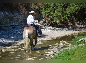 Haflinger, Gelding, 6 years, 14.1 hh, Palomino