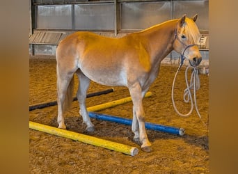 Haflinger, Gelding, 6 years, 14.2 hh, Chestnut-Red