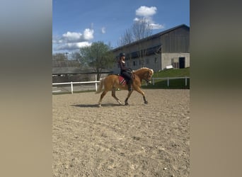Haflinger, Gelding, 6 years, 14.2 hh, Chestnut-Red