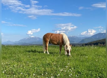 Haflinger, Gelding, 6 years, 14.2 hh, Chestnut-Red