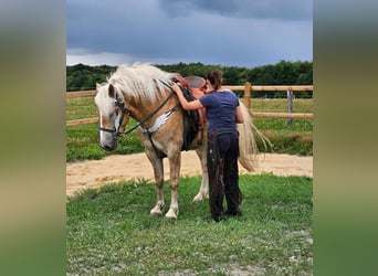 Haflinger, Gelding, 6 years, 14.2 hh, Chestnut-Red