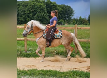 Haflinger, Gelding, 6 years, 14.2 hh, Chestnut-Red