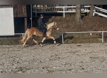 Haflinger, Gelding, 6 years, 14,2 hh, Chestnut-Red