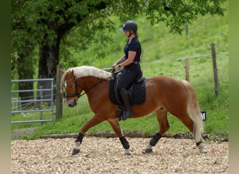 Haflinger, Gelding, 6 years, 14.2 hh, Chestnut