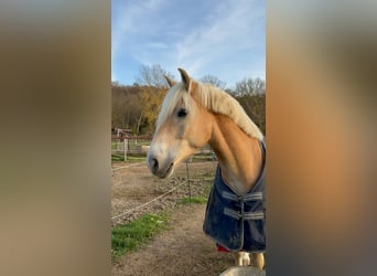 Haflinger, Gelding, 6 years, 14,3 hh, Chestnut-Red