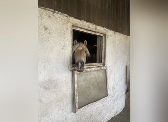 Haflinger, Gelding, 6 years, 14,3 hh, Chestnut-Red