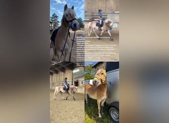 Haflinger, Gelding, 6 years, 14,3 hh, Chestnut-Red