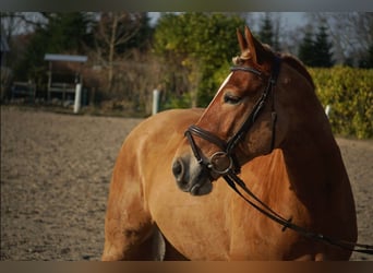Haflinger, Gelding, 6 years, 14,1 hh, Chestnut-Red