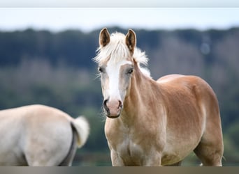 Haflinger, Gelding, 6 years, 14,2 hh, Chestnut-Red