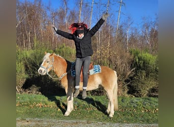 Haflinger, Gelding, 6 years, 14,2 hh, Chestnut-Red