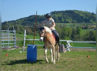 Haflinger, Gelding, 6 years, 14,2 hh