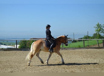Haflinger, Gelding, 6 years, 14,2 hh
