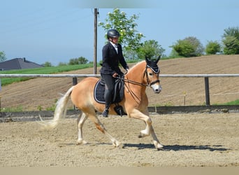 Haflinger, Gelding, 6 years, 14,2 hh