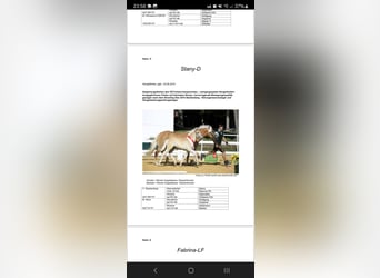 Haflinger, Gelding, 6 years, 14,2 hh