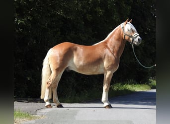 Haflinger, Gelding, 6 years, 15.1 hh, Chestnut-Red