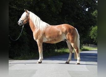 Haflinger, Gelding, 6 years, 15.1 hh, Chestnut-Red