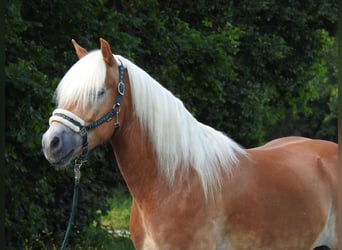 Haflinger, Gelding, 6 years, 15.1 hh, Chestnut-Red
