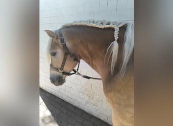 Haflinger, Gelding, 6 years, 15.2 hh