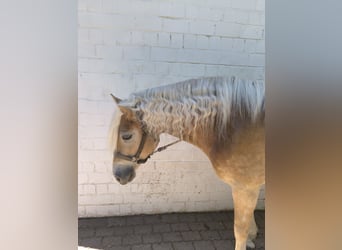 Haflinger, Gelding, 6 years, 15.2 hh
