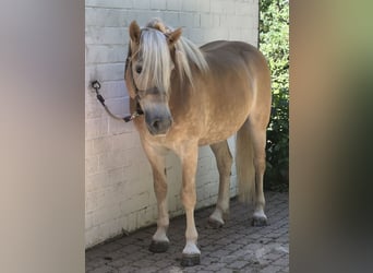 Haflinger, Gelding, 6 years, 15.2 hh