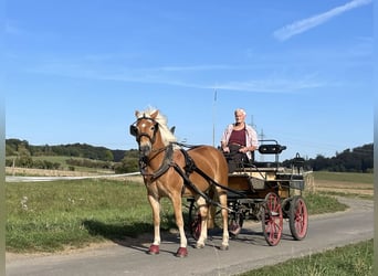 Haflinger, Gelding, 6 years, Chestnut-Red
