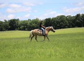 Haflinger, Gelding, 6 years, Palomino