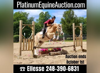 Haflinger, Gelding, 6 years, Palomino