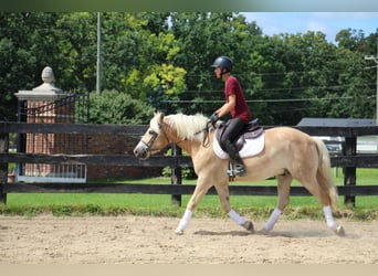 Haflinger, Gelding, 6 years, Palomino