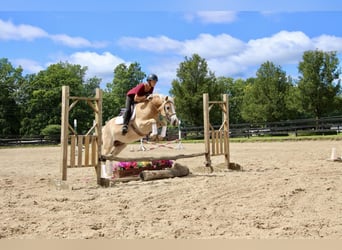 Haflinger, Gelding, 6 years, Palomino