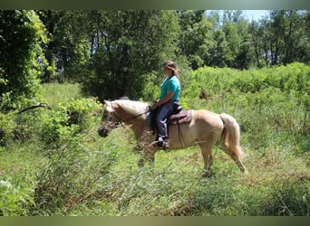 Haflinger, Gelding, 6 years, Palomino