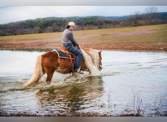 Haflinger, Gelding, 7 years, 13.1 hh, Sorrel