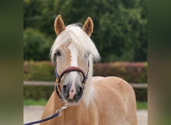 Haflinger, Gelding, 7 years, 14.1 hh, Chestnut-Red