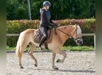 Haflinger, Gelding, 7 years, 14.1 hh, Chestnut-Red