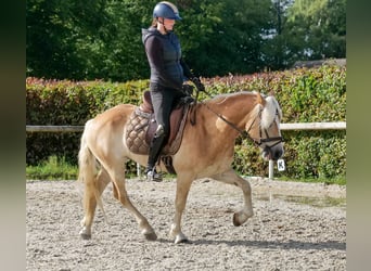 Haflinger, Gelding, 7 years, 14.1 hh, Chestnut-Red