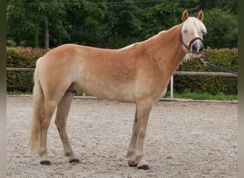 Haflinger, Gelding, 7 years, 14.1 hh, Chestnut-Red