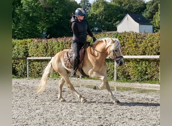 Haflinger, Gelding, 7 years, 14.1 hh, Chestnut-Red