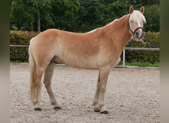 Haflinger, Gelding, 7 years, 14.1 hh, Chestnut-Red