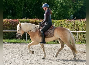 Haflinger, Gelding, 7 years, 14.1 hh, Chestnut-Red
