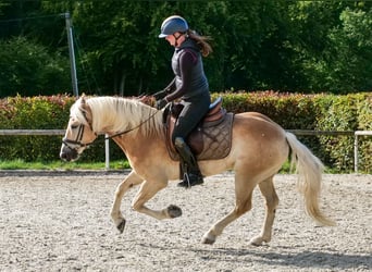 Haflinger, Gelding, 7 years, 14.1 hh, Chestnut-Red
