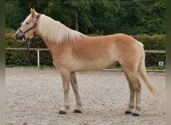 Haflinger, Gelding, 7 years, 14.1 hh, Chestnut-Red