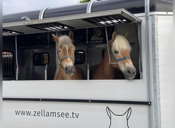 Haflinger, Gelding, 7 years, 14,2 hh, Chestnut-Red