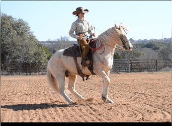 Haflinger Mix, Gelding, 7 years, 14,3 hh, Palomino